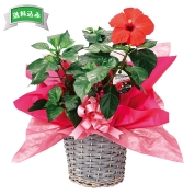 ハイビスカス　（赤）　直送品