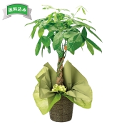 パキラ　編み込みタイプ　直送品