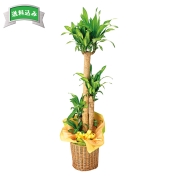 ドラセナ マッサン　直送品
