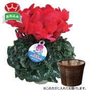 ☆シクラメン（赤）　直送品