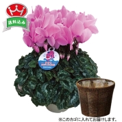 ☆シクラメン（ピンク）　直送品