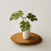 (3)高橋弘美 粘土で作るミニチュア・ヒメモンステラ　