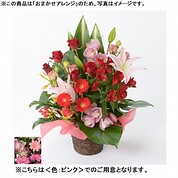 [フローレット]おまかせアレンジメント「FLORET」（M）【ピンク】