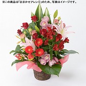 [フローレット]おまかせアレンジメント「FLORET」（M）【赤】