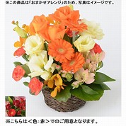 [フローレット]おまかせアレンジメント「FLORET」（SS）【赤】