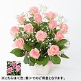 バラ アレンジメント（M）【紫】