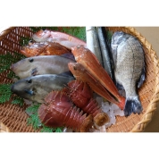【朝どれ】［竹本商店］石川県産　旬の鮮魚詰合せ