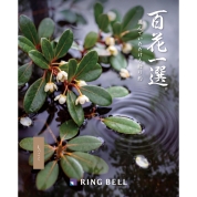 [RING BELL]百花一選 木斛（もっこく）　