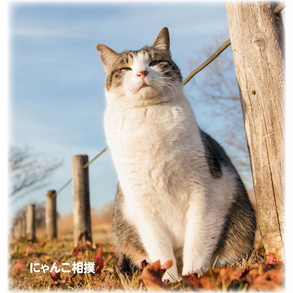 リヤドロ おためしください 足元に猫 【公式通販】
