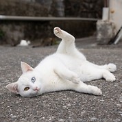 猫写真家 沖昌之氏グッズ